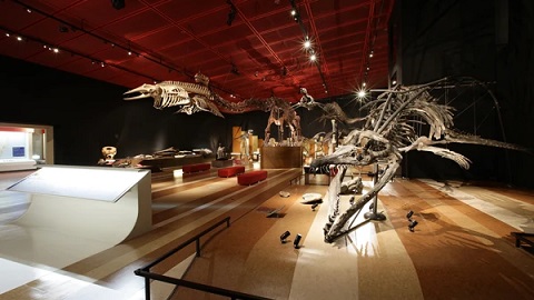 石炭化石館ほるる